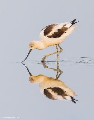 AmericanAvocet04c8955.jpg