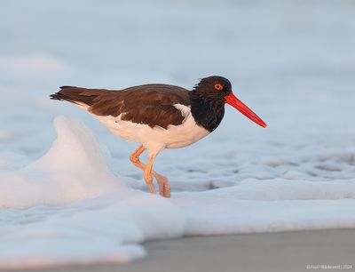 AmericanOystercatcher157c3144.jpg