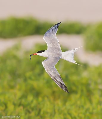 CommonTern222c6305.jpg
