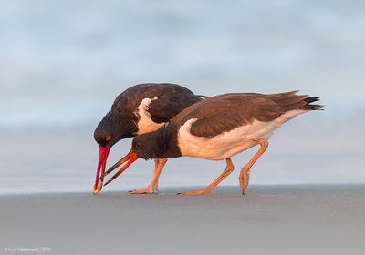 AmericanOystercatcher158c3249.jpg