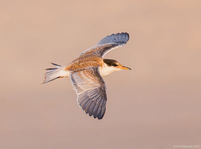CommonTern223c5290.jpg