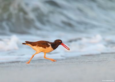 AmericanOystercatcher159c3818.jpg
