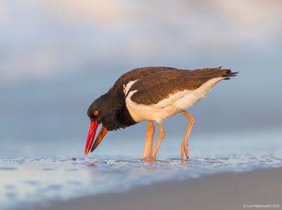 AmericanOystercatcher160c4431.jpg