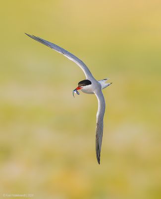CommonTern224c6868.jpg