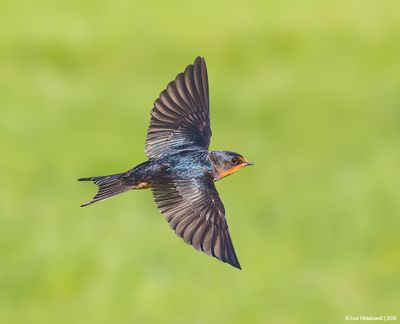 BarnSwallow738437.jpg