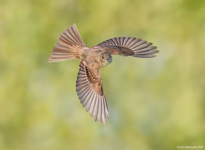 Willow Flycatcher