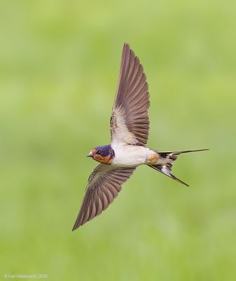 BarnSwallow74c1502.jpg