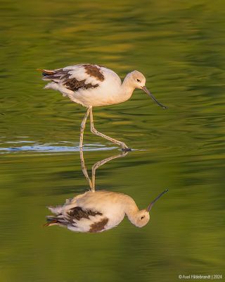 AmericanAvocet05c2147.jpg