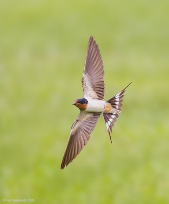 BarnSwallow75c1725.jpg