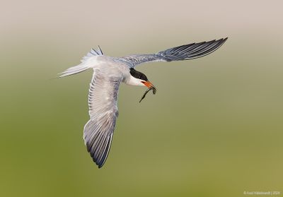 CommonTern225c6786.jpg