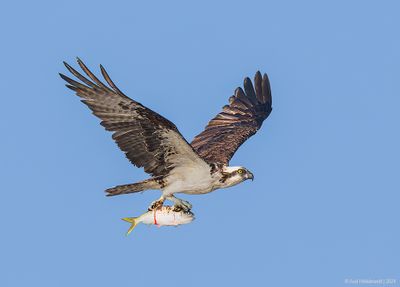 Osprey51c7486.jpg