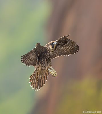 PeregrineFalcon23c1353.jpg
