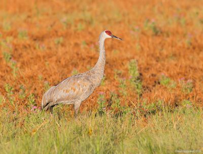 SandhillCrane08c7725.jpg