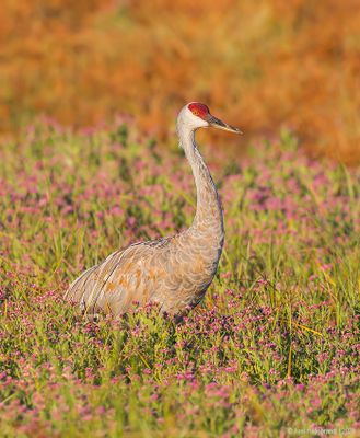 SandhillCrane09c7272.jpg
