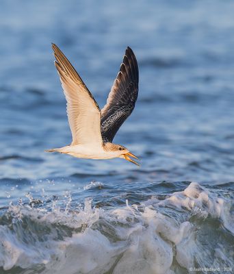 BlackSkimmer189c5703.jpg