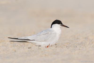 Roseate Tern