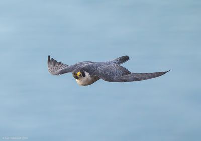 PeregrineFalcon24c4199.jpg
