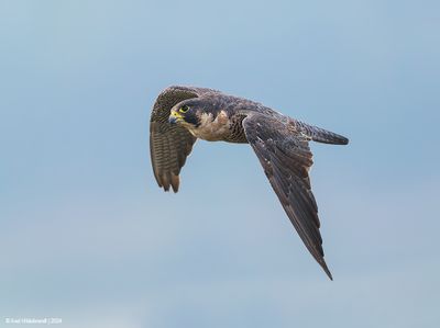 PeregrineFalcon25c4408.jpg