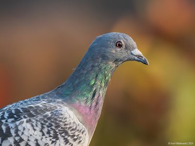 Rock Dove