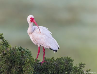 WhiteIbis21c5237.jpg