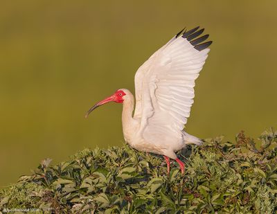 WhiteIbis22c2272.jpg