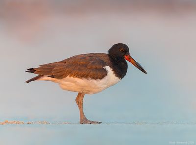 AmericanOystercatcher162c3359.jpg
