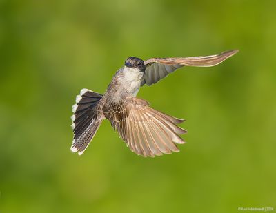 EasternKingbird55c9648.jpg