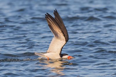 BlackSkimmer190c6025.jpg
