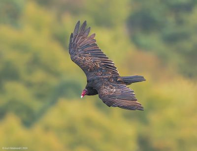 Turkey Vulture