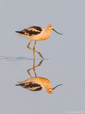 AmericanAvocet06c1802.jpg