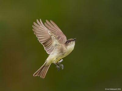 Eastern Phoebe