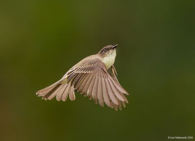 EasternPhoebe25c7334.jpg