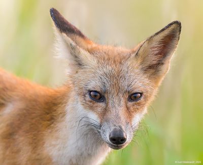 RedFox03c4022.jpg