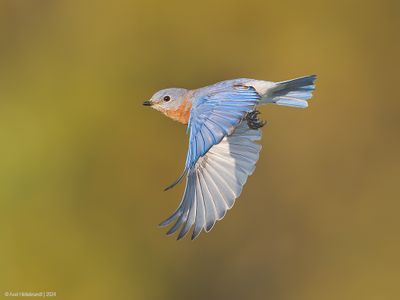 EasternBluebird17c8282.jpg