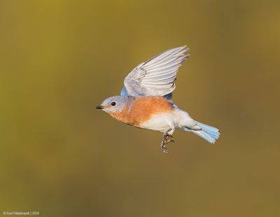 EasternBluebird18c8281.jpg