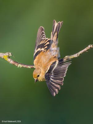 AmericanGoldfinch121c8300.jpg
