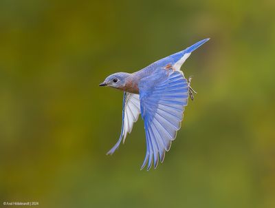 EasternBluebird19c9187.jpg