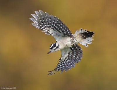 DownyWoodpecker31c9290.jpg