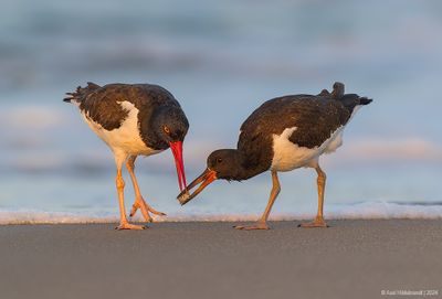 AmericanOystercatcher163c4455.jpg