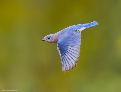 EasternBluebird20c9189.jpg