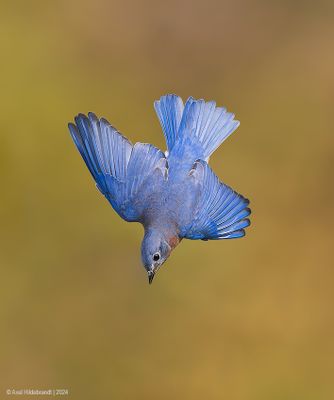 EasternBluebird21c9278.jpg