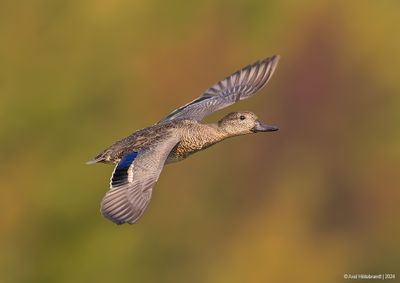 Green-wingedTeal03c5018.jpg