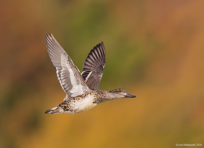 Green-wingedTeal04c5010.jpg
