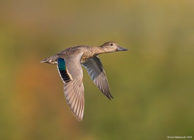 Green-wingedTeal05c5022.jpg