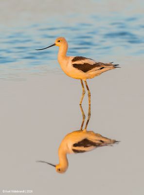 AmericanAvocet07c1766.jpg