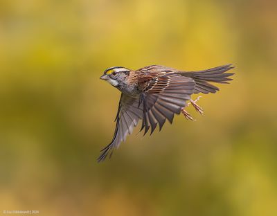White-throated Sparrow