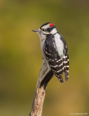 DownyWoodpecker32c5251.jpg