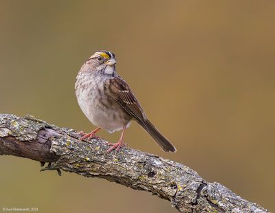 White-throatedSparrow11c5796.jpg
