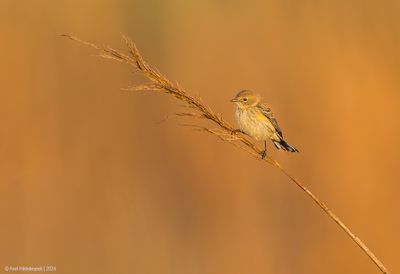 Yellow-rumpedWarbler06c7889.jpg