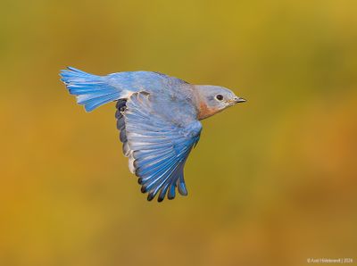 Eastern Bluebird